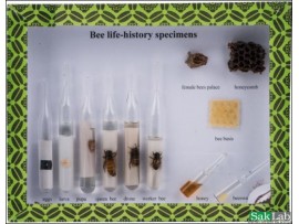 תיבת תצוגה - דבורת הדבש מחזור ותוצרי הכוורת 